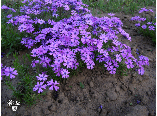 Phlox subulata   'Purple Beauty'